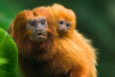 Những 'ông bố' tuyệt nhất thế giới động vật 